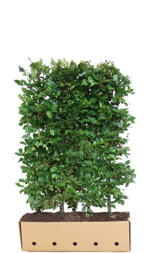 Kant en Klaar Haag Fagus Sylvatica 100x150cm. afbeelding