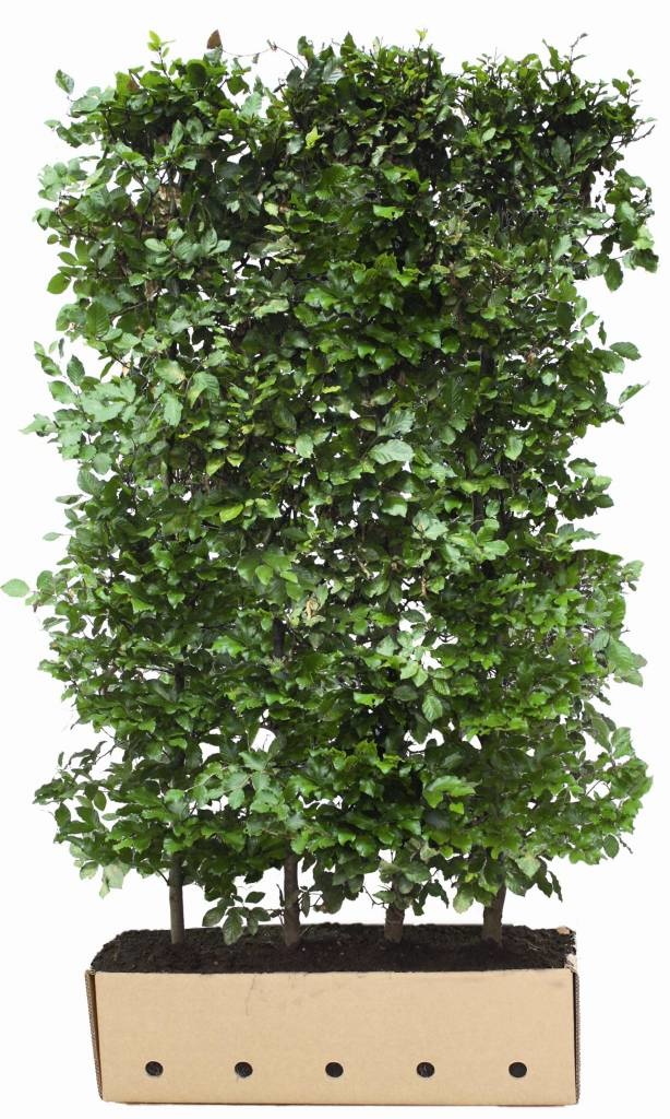 Kant en Klaar Haag Fagus Sylvatica 100x200cm. afbeelding