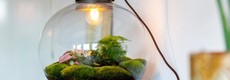 Planten terrarium