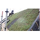 Sedumdak pakket voor een schuin dak van 25-45° per m2