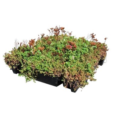 Sedum cassette ECO per stuk (0,22m2)