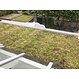 Sedum cassette ECO per stuk (0,24m2)