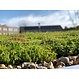 Sedum cassette ECO per stuk (0,24m2)