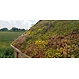 Sedum cassette ECO per stuk (0,24m2)