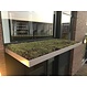 Sedum cassette ECO per stuk (0,24m2)