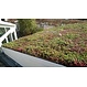 Sedum cassette ECO per stuk (0,24m2)
