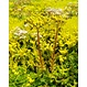 Sedum cassette ECO per stuk (0,24m2)