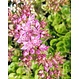 Sedum cassette ECO per stuk (0,24m2)