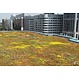 Sedum cassette ECO per stuk (0,24m2)