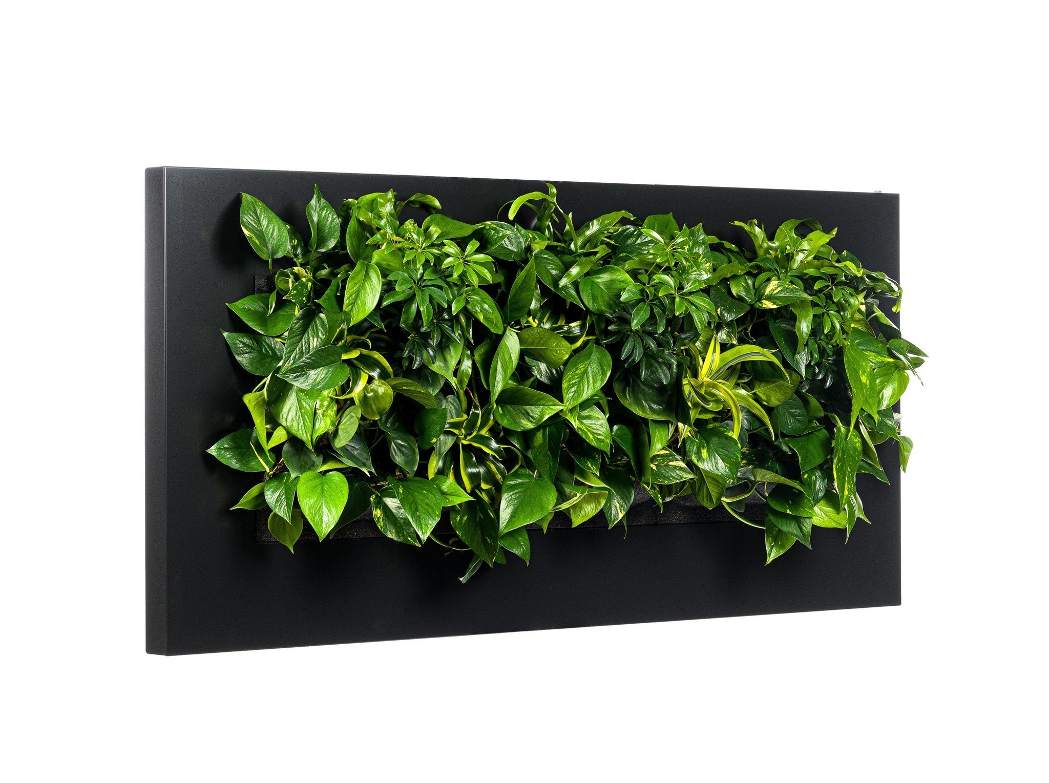 Betsy Trotwood Ga lekker liggen een vergoeding LivePicture 3 zwart, levend planten schilderij - Compleetgroen