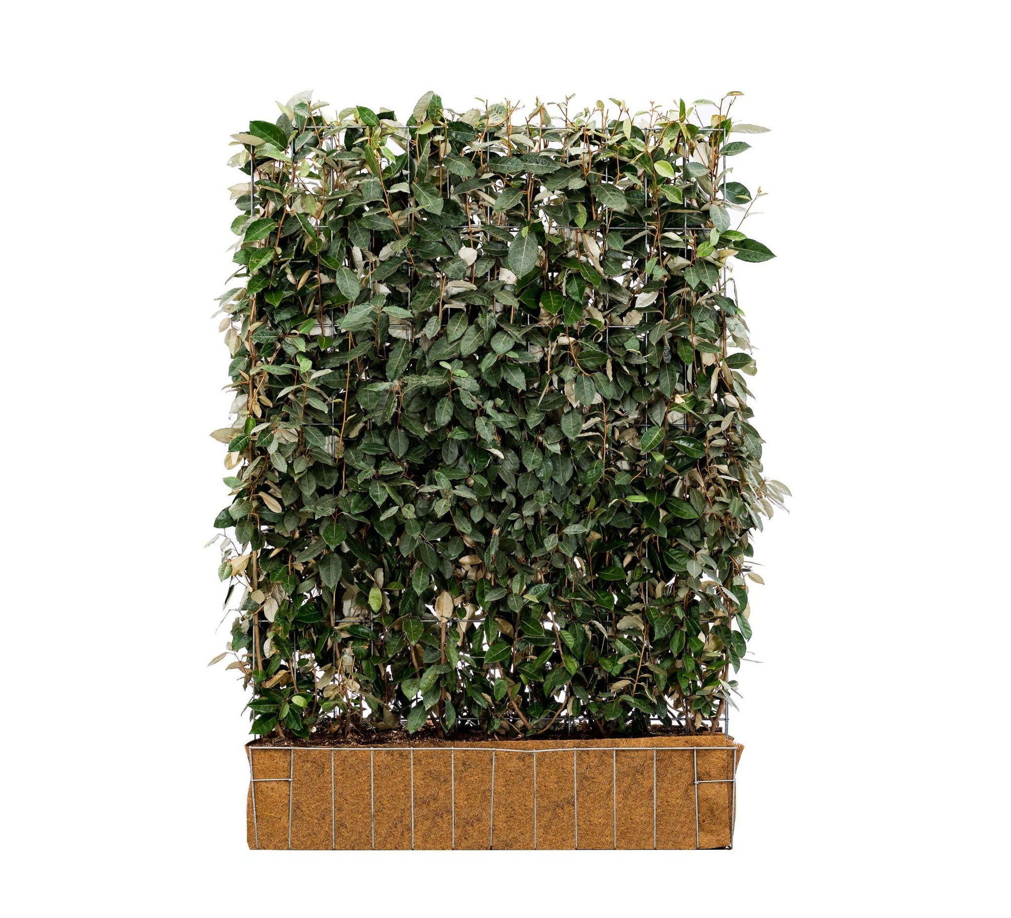 Mobilane Kant en klaar haag Elaeagnus Ebbingei 120x180cm. afbeelding