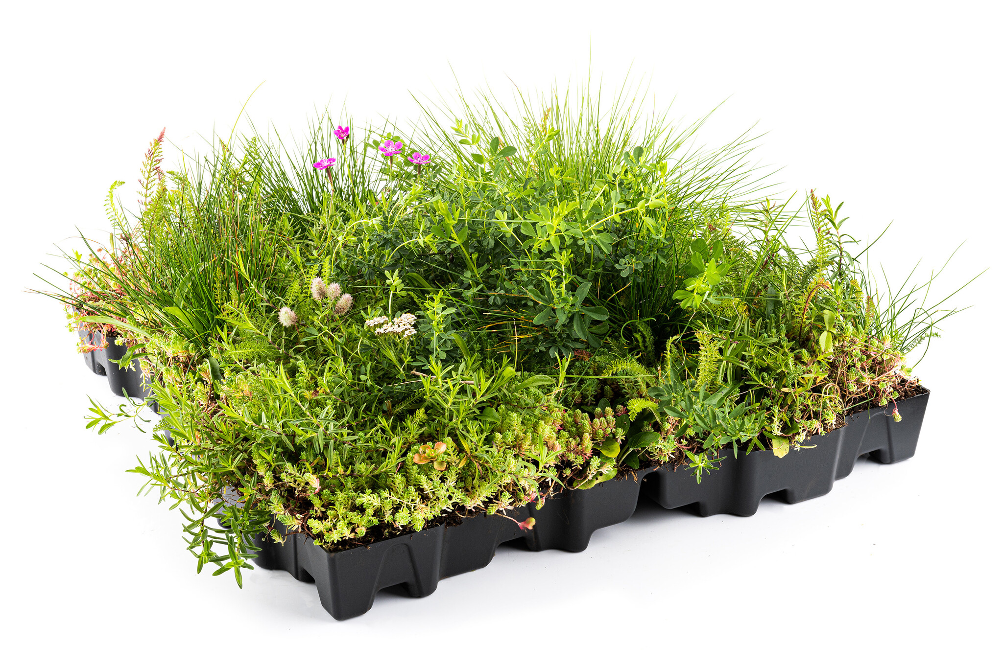 Mobilane Mobiroof ECO Sedum & wildflower cassette per stuk (0,25m2) afbeelding