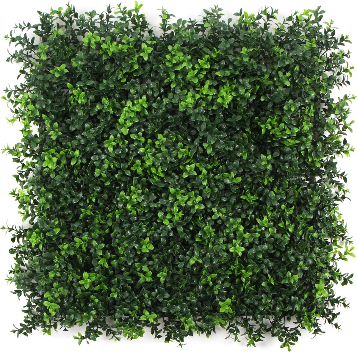 Kunstplantenwand FOLY Summer Buxus 1 m2 afbeelding