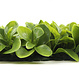 Kunstplantenwand FOLY Peperomia 1 m2