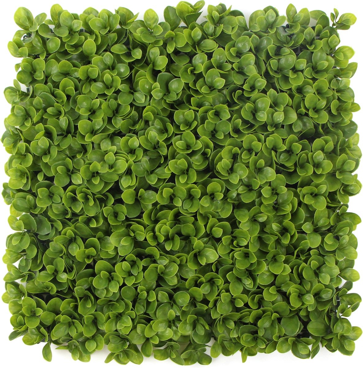 Kunstplantenwand FOLY Peperomia 1 m2 afbeelding