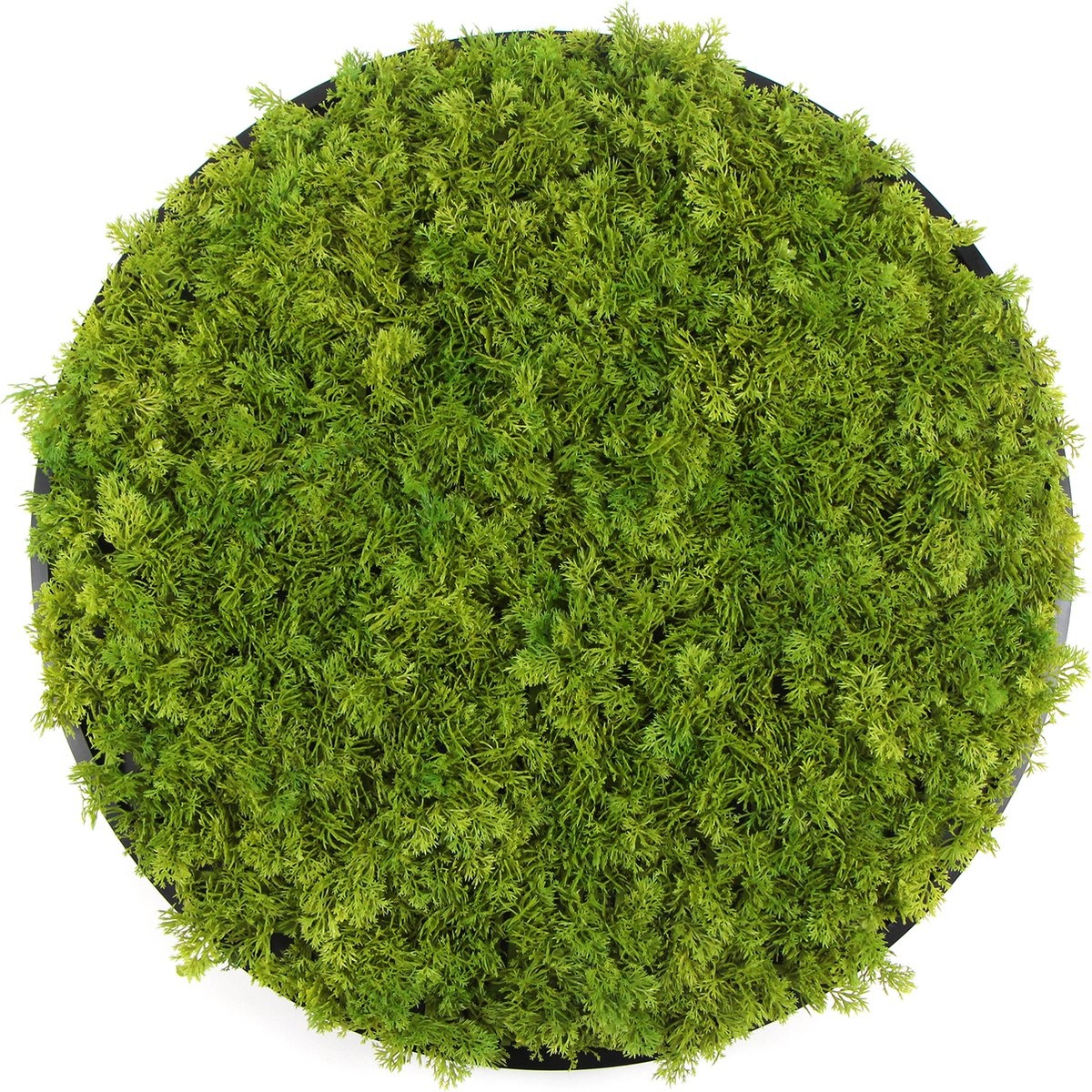 Kunst moscirkel MOSS Emerald Green 75cm. antraciet afbeelding