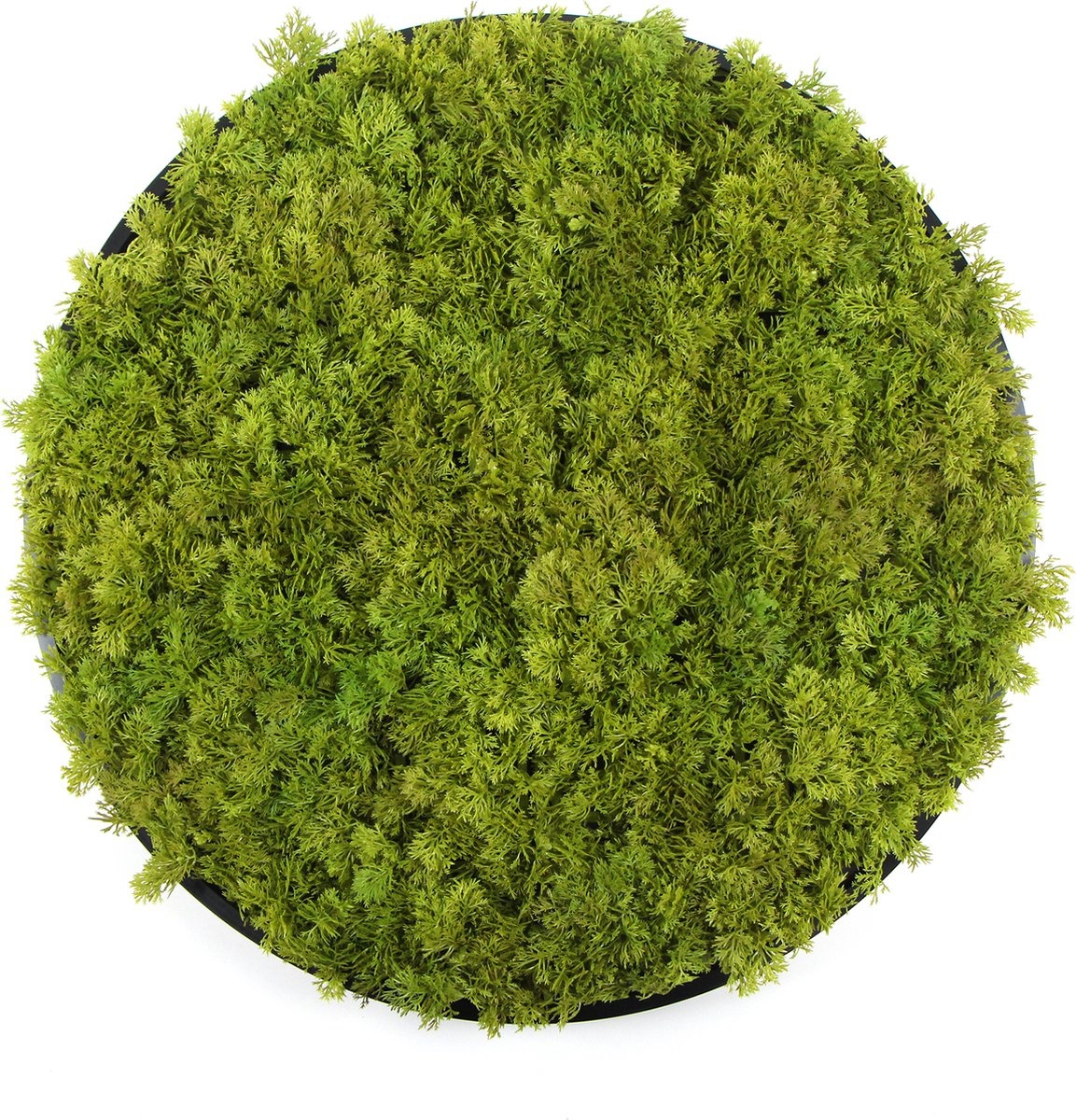 Kunst moscirkel MOSS Lime Green 50cm. antraciet afbeelding
