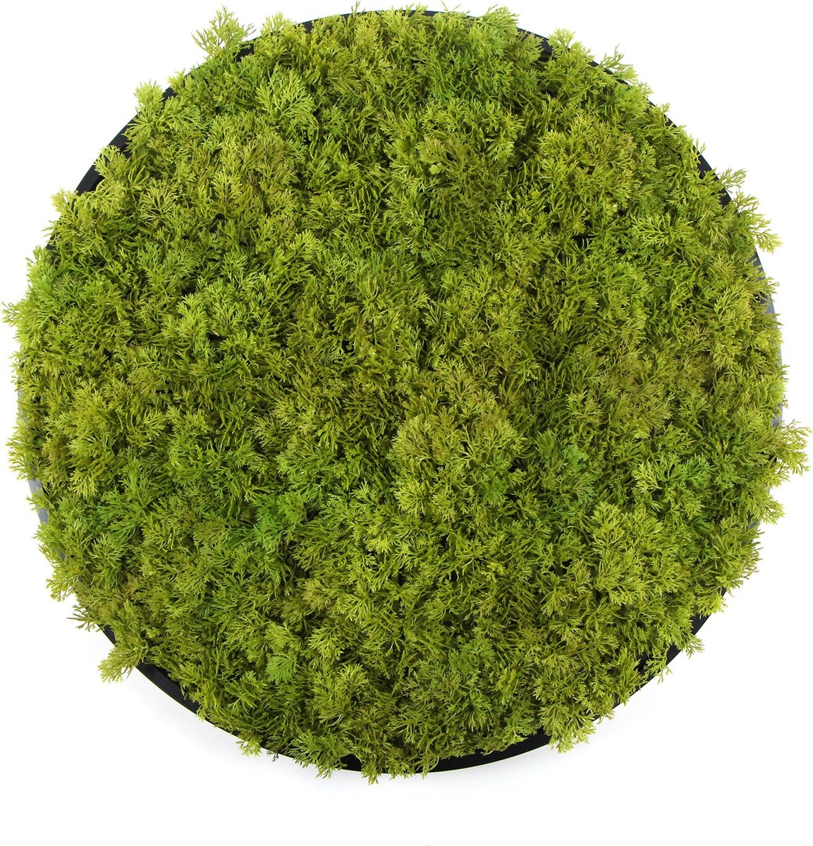 Kunst moscirkel MOSS Lime Green 50cm. antraciet