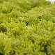 Kunst moscirkel MOSS Lime Green 50cm. antraciet