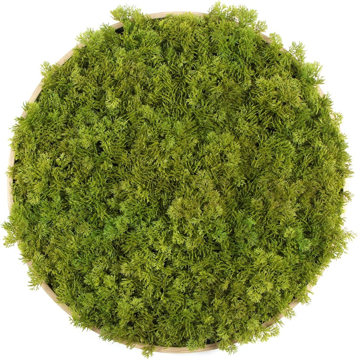 Kunst moscirkel MOSS Lime Green 50cm. hout