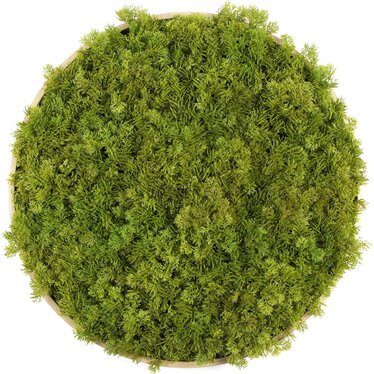 Kunst moscirkel MOSS Lime Green 75cm. hout