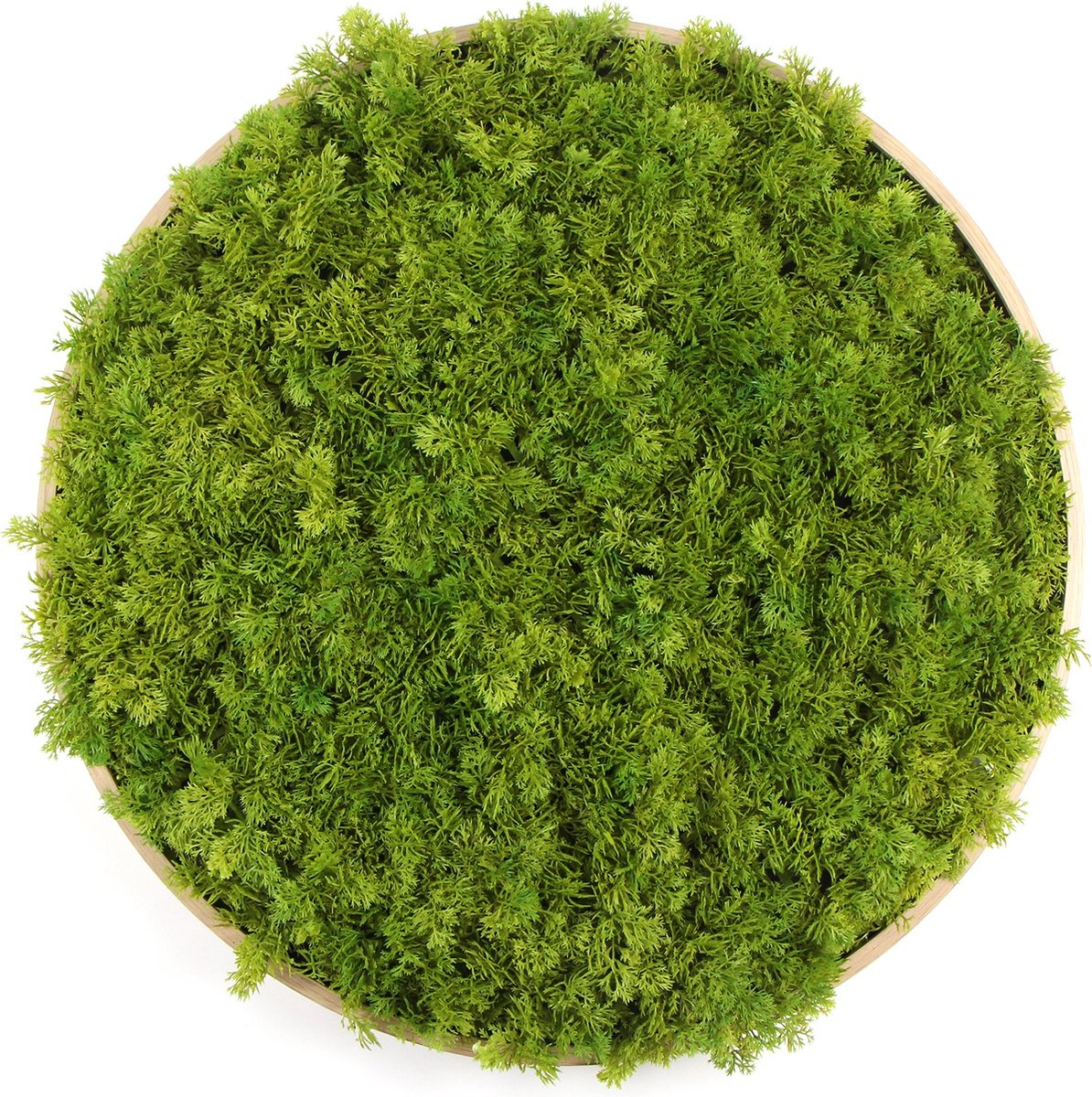 Kunst moscirkel MOSS Emerald Green 75cm. hout