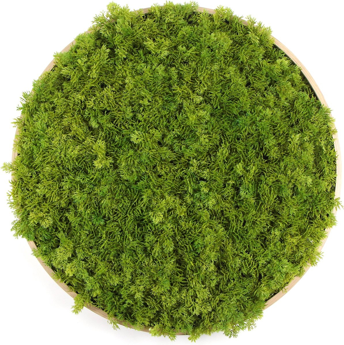 Kunst moscirkel MOSS Emerald Green 50cm. hout afbeelding