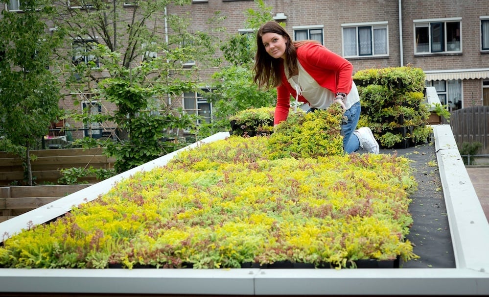 Creëer in een handomdraai een prachtig groen dak! 