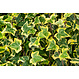 Mobilane Kant en klaar haag Hedera helix Goldchild 120x180cm.