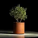 Cortenstaal plantenbak CIRCUM met wielen 80x40cm.