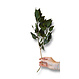 Hedera bladeren geprepareerd groen