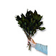 Hedera bladeren geprepareerd groen