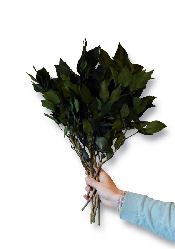 Hedera bladeren geprepareerd groen afbeelding