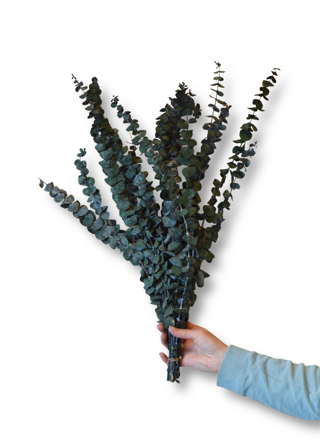 Eucalyptus Baby Blue geprepareerd groen afbeelding