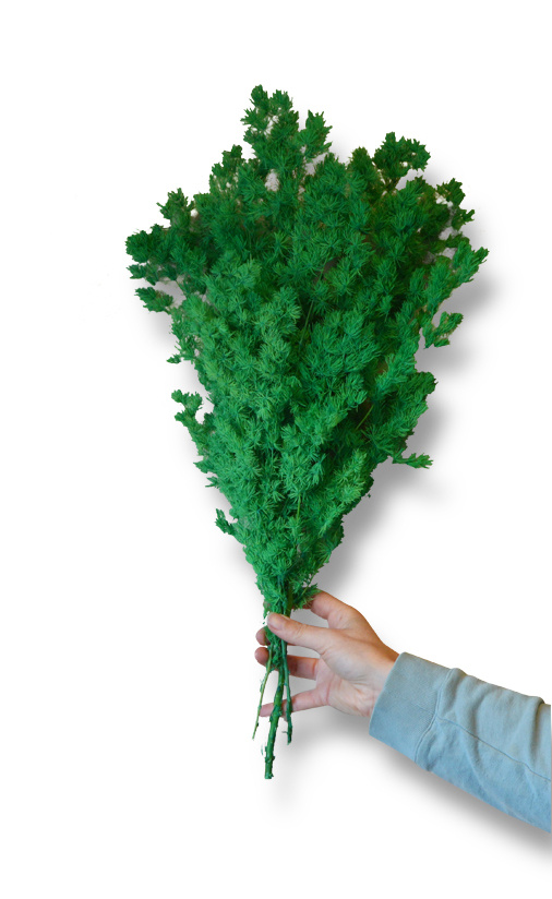 Asparagus takjes geprepareerd appelgroen afbeelding