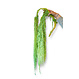 Amaranthus bloemen geprepareerd appelgroen