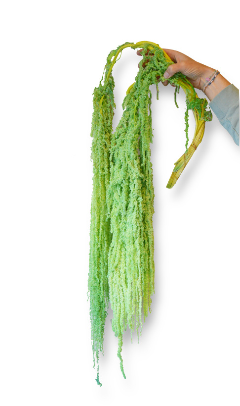 Amaranthus bloemen geprepareerd appelgroen afbeelding
