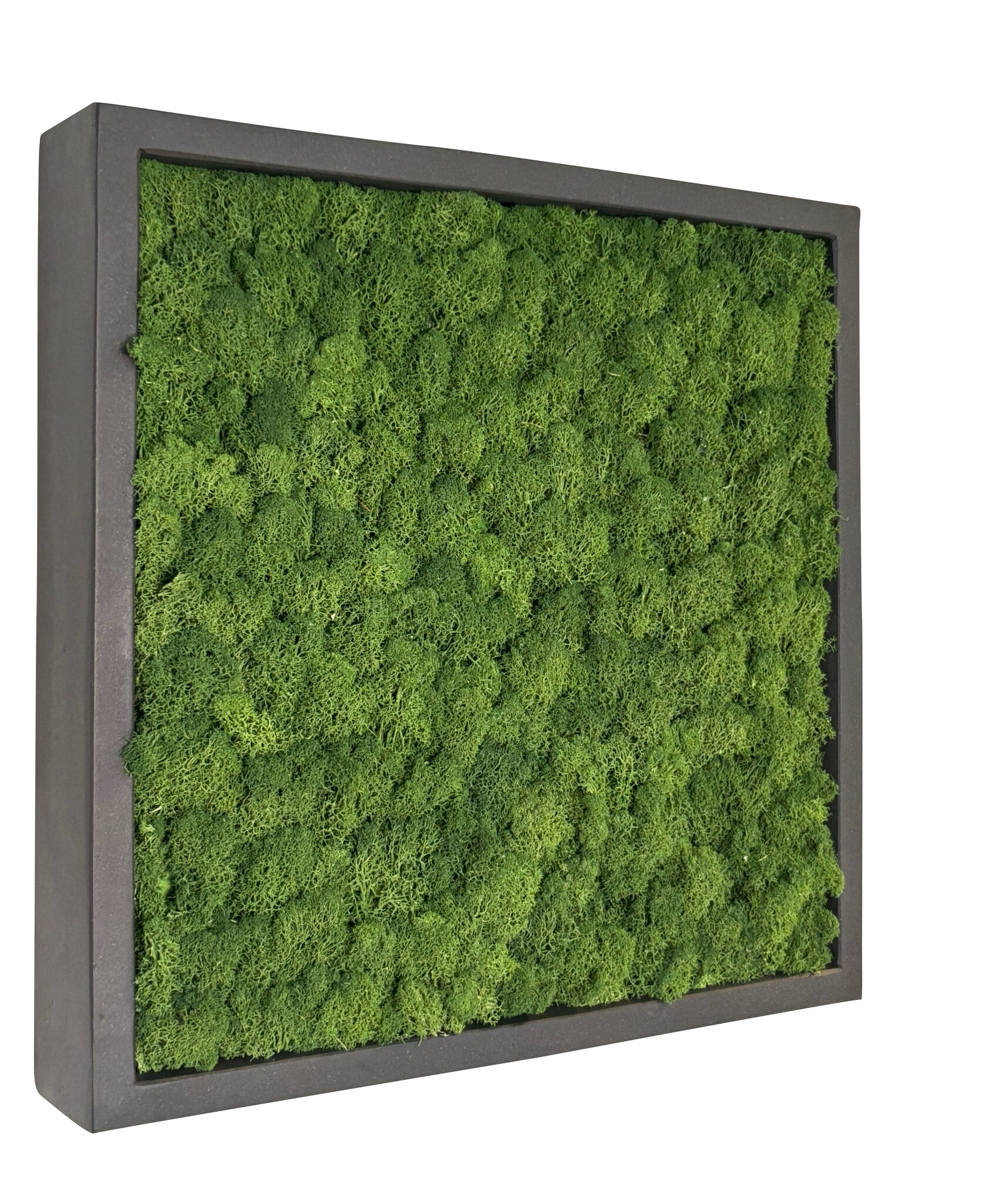 Mosschilderij Fay Fiberstone vierkant 50x50 cm. afbeelding
