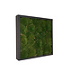 Mosschilderij Jade Fiberstone vierkant 50x50 cm