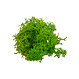 MOSS concepts Rendiermos Springgroen 500 gram