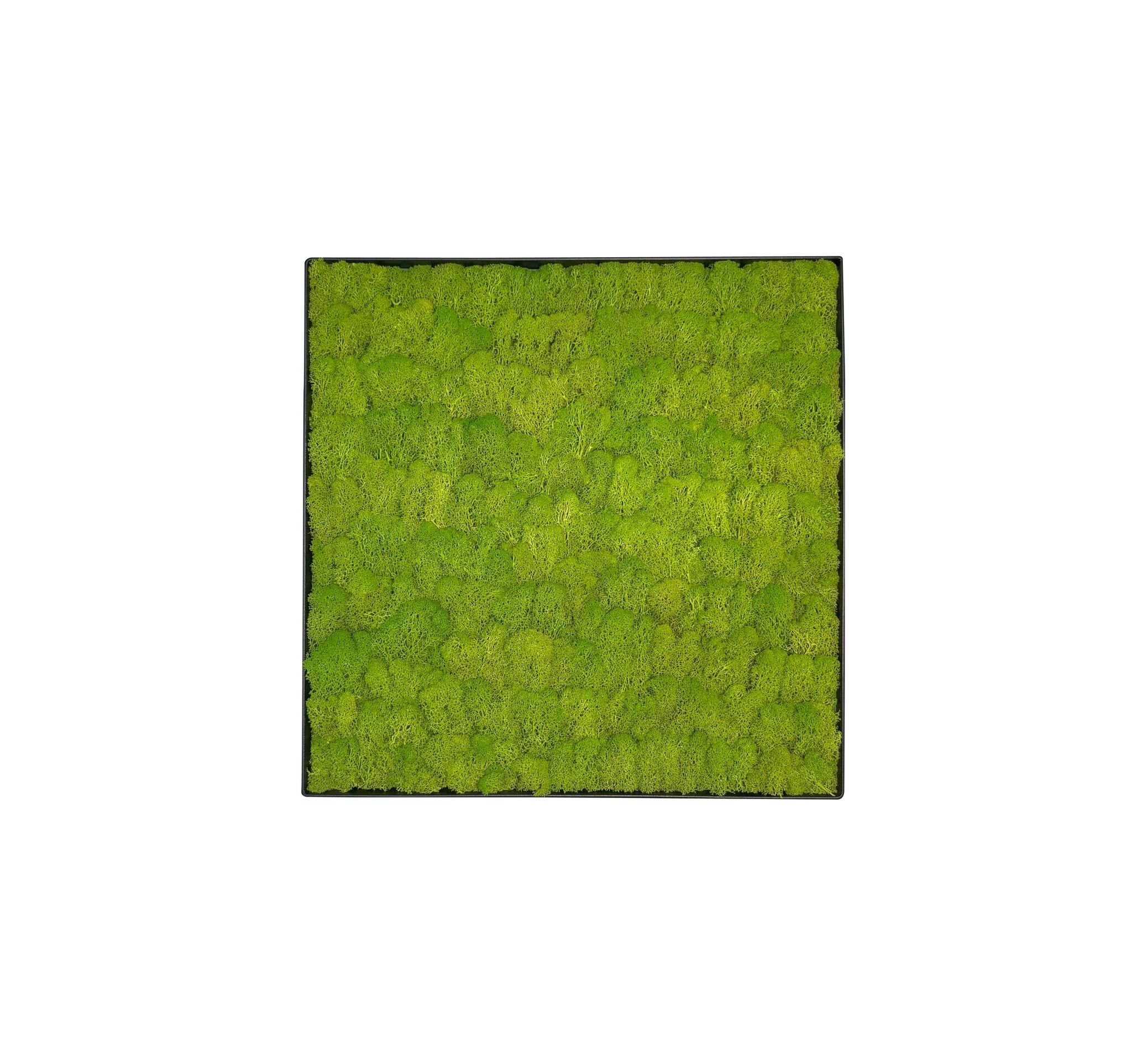 Mosschilderij Linn Metal 50x50cm. afbeelding