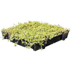 Sedum cassette ECO per stuk (0,22m2)