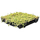Sedum cassette ECO per stuk (0,24m2)