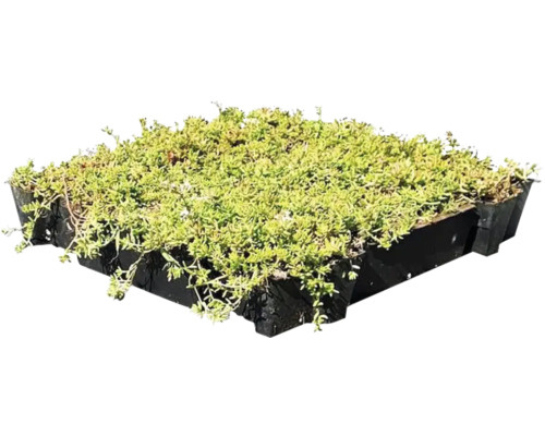 Sedum cassette ECO per stuk (0,24m2) afbeelding