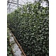 Mobilane Kant en klaar haag Hedera helix Woerner 120x200cm.