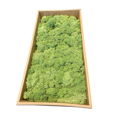 MOSS concepts Rendiermos mediumgroen 500 gram
