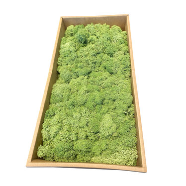 MOSS concepts Rendiermos mediumgroen 500 gram