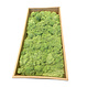 MOSS concepts Rendiermos mediumgroen 500 gram