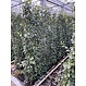 Mobilane Kant en klaar haag Trachelospermum Jasminoides 120x180cm.