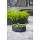 Plantenschaal